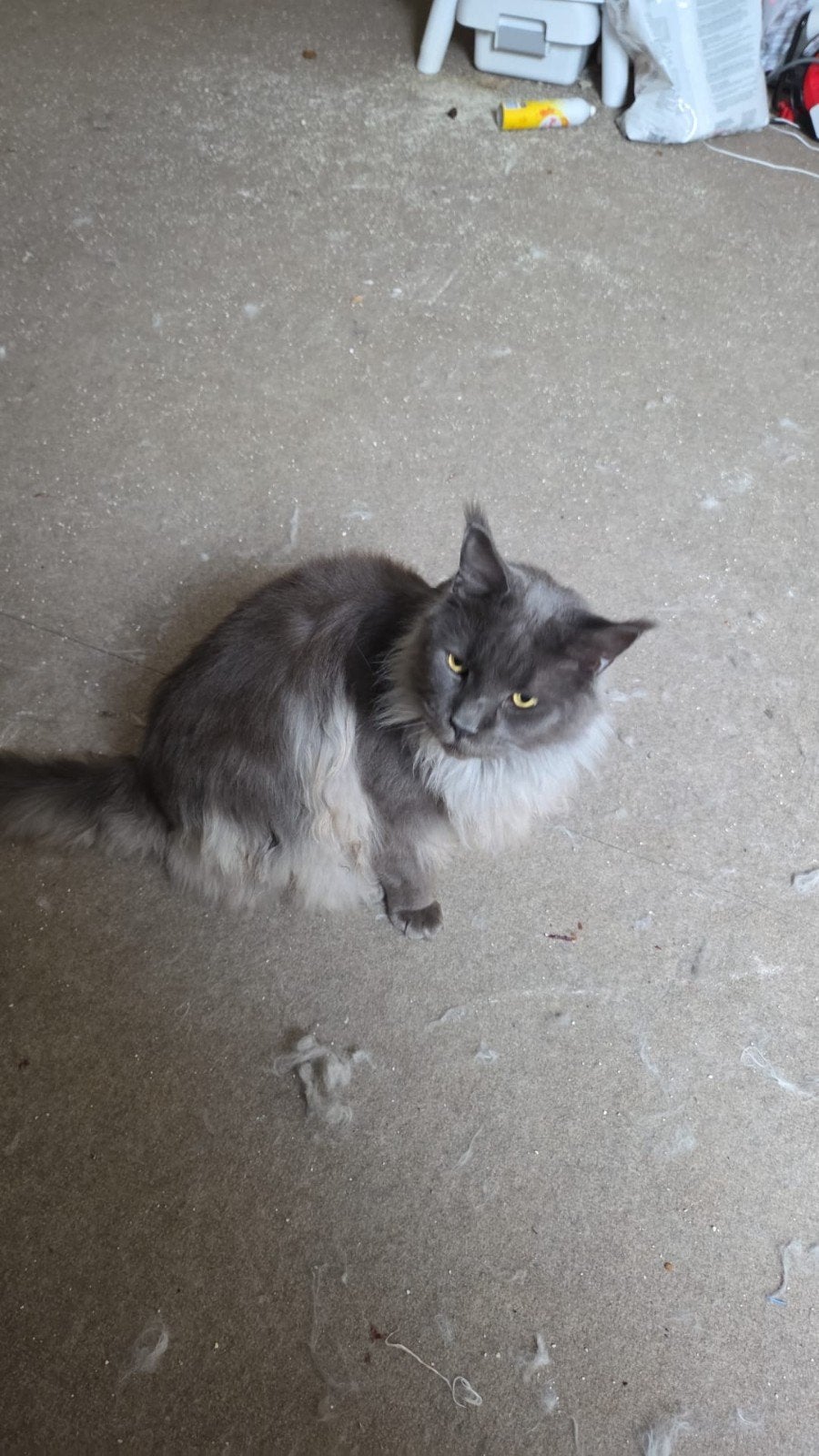 Lieve maine coons, Kater, Met stamboom, 3 tot 5 jaar