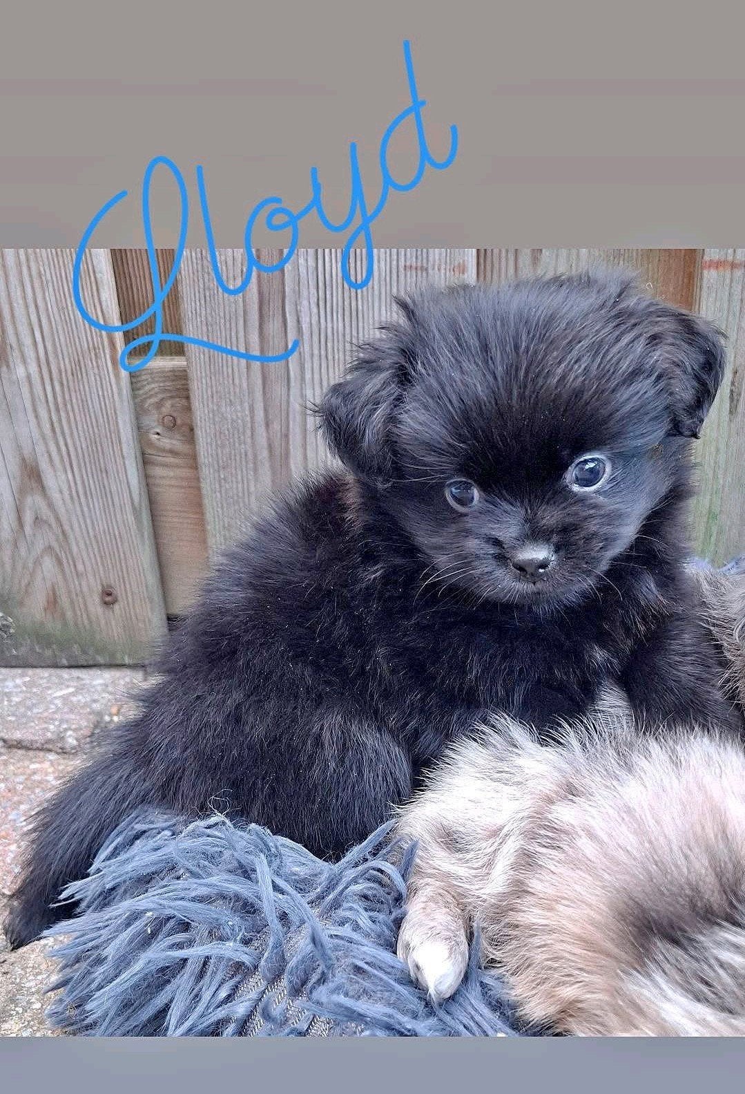 prachtige unieke Shiranian (F1) pups (Shih Tzu x Pomeriaan), Overige rassen, 8 tot 15 weken, Meerdere, Meerdere dieren