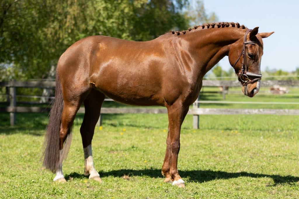 Kwpn E pony Fergusson, Fok Ferdeaux ,veulen, White Dream, Dieren en Toebehoren, Paarden, Merrie, Dressuurpaard