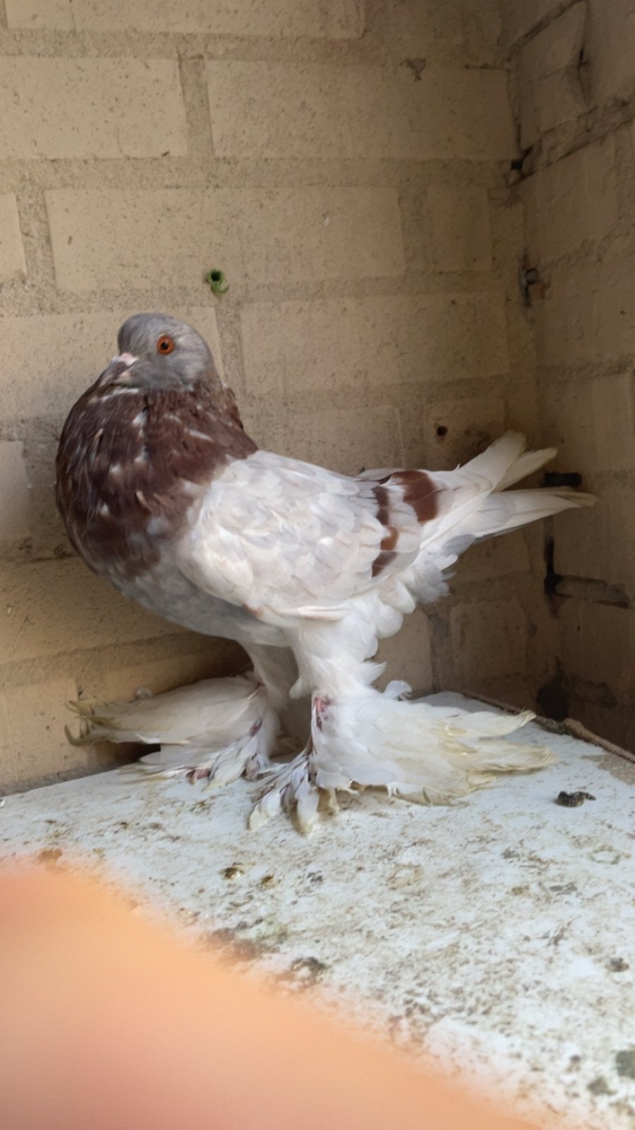En mooi koppel, Dieren en Toebehoren, Meerdere dieren, Kropper