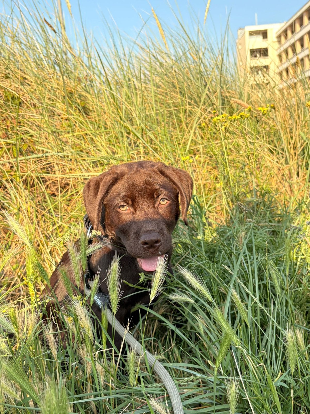 Labrador puppy