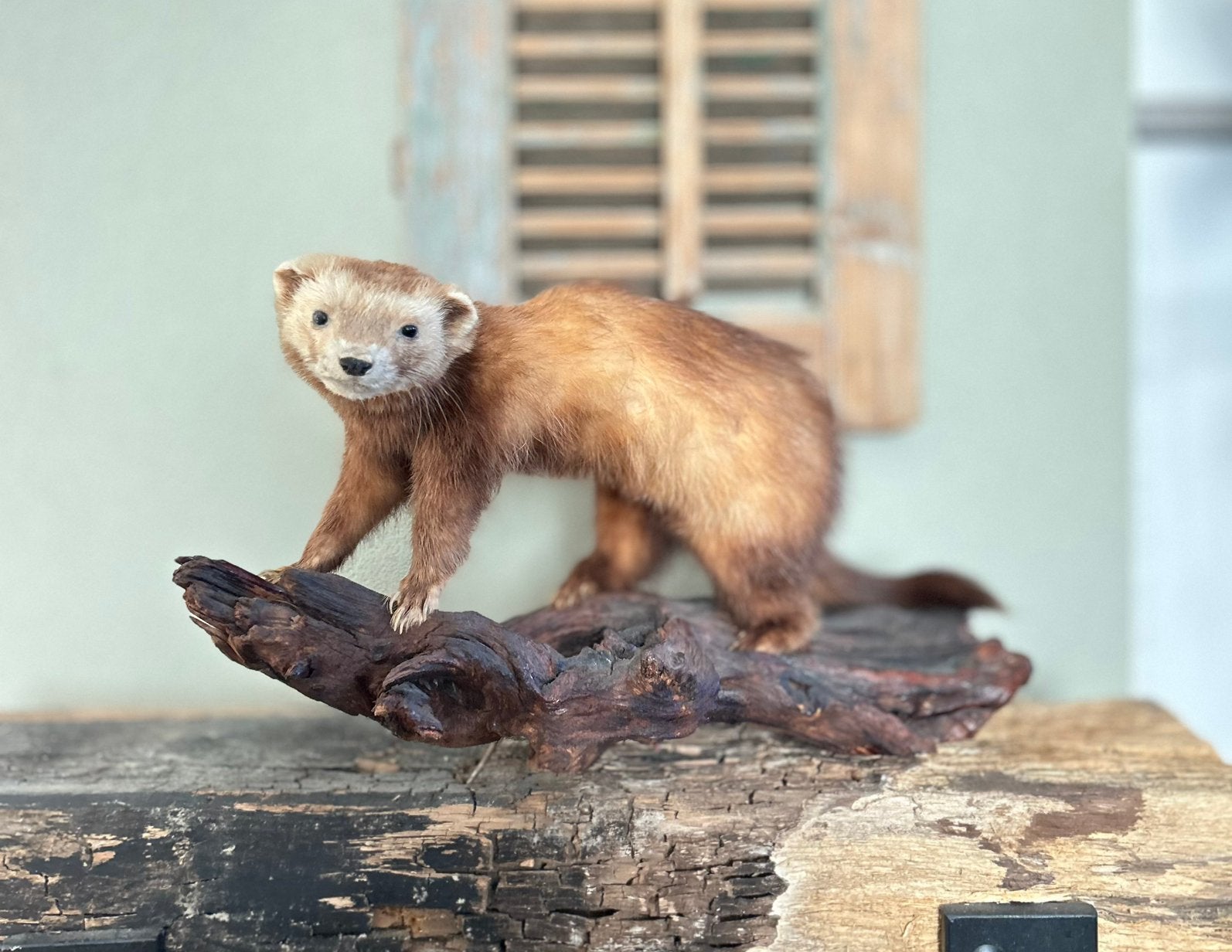 Opgezette Marter bunzing  opgezette dieren, Verzamelen, Ophalen of Verzenden