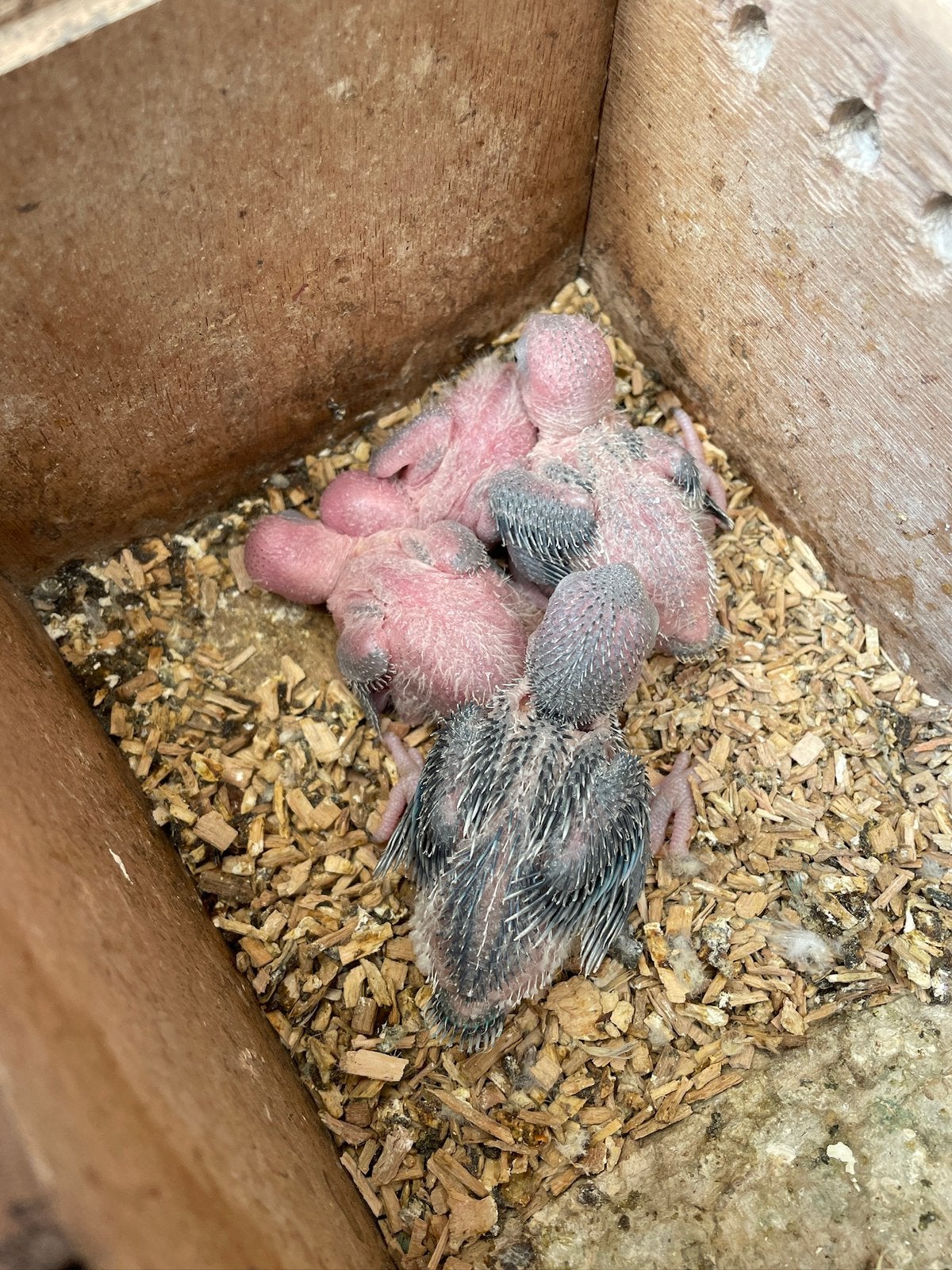 Jonge forpussen, Dieren en Toebehoren, Juni, Meerdere dieren, Overige typen, Tam
