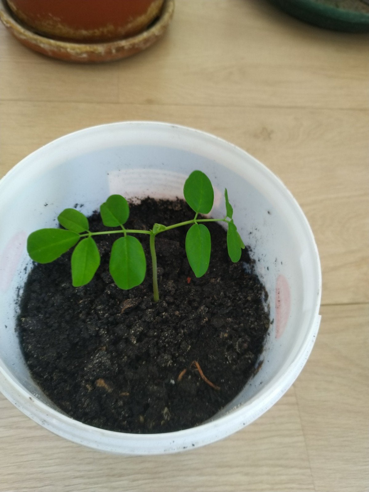Jonge Moringa plant in pot, Ophalen, In pot, Halfschaduw