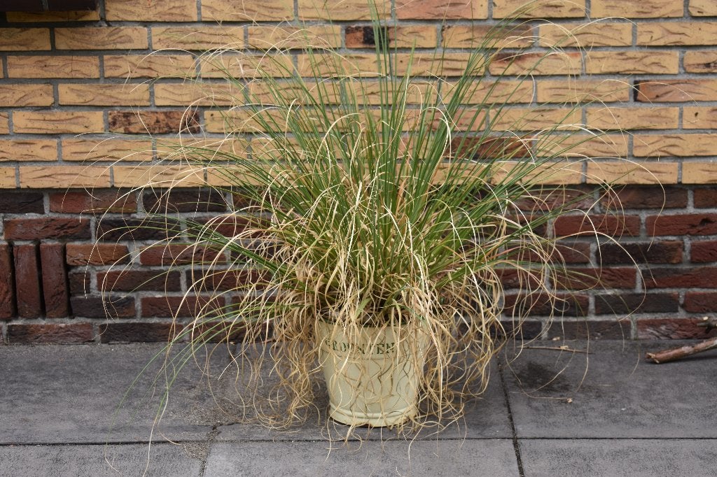 Pampusgras 70 cm hoog EXCLUSIEF emmer, Ophalen, Volle zon, Vaste plant, Siergrassen