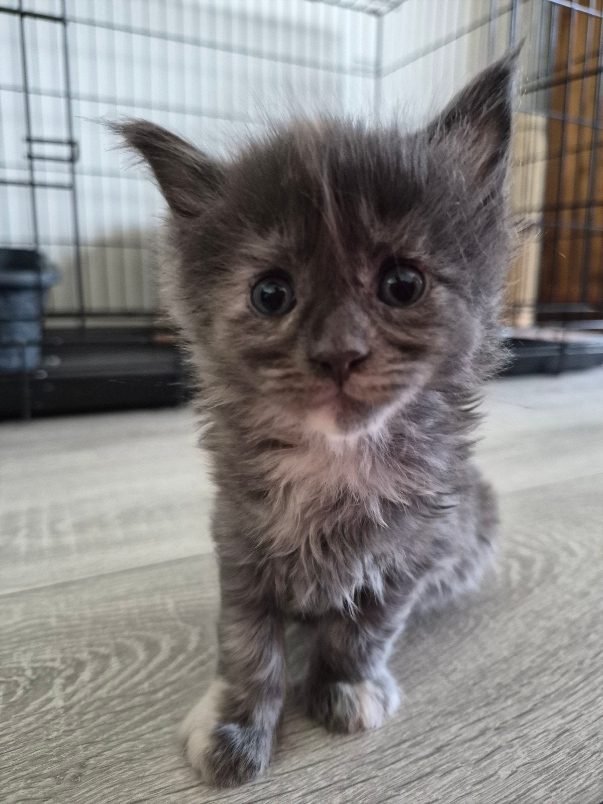 maine coon poesje, Poes, Gechipt, 0 tot 2 jaar