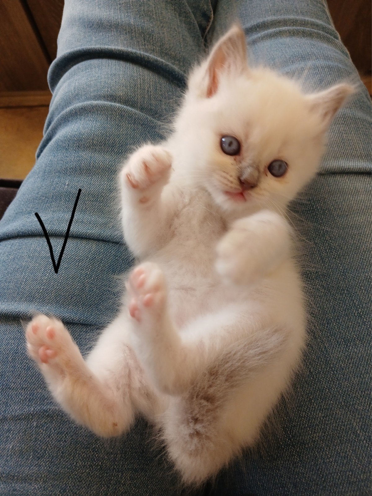 Super sociaal Ragdoll poesje., Poes, Ontwormd, 0 tot 2 jaar