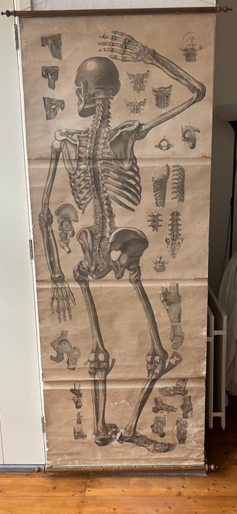 Anatomische wandplaat rond 1900, Antiek en Kunst, Ophalen of Verzenden, Natuur en Biologie