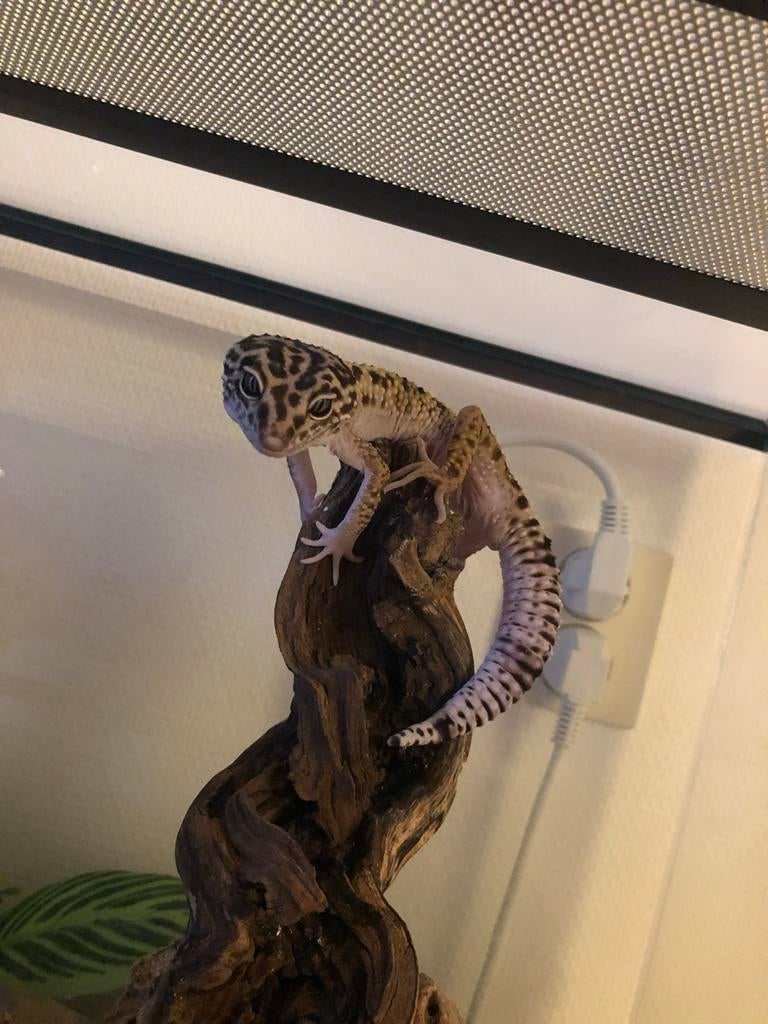 Luipaard gecko inclusief terarrium! Leopard Gecko - male for sale from Mick Verbiest
