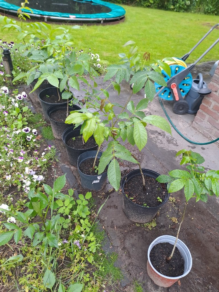 8 x biologische walnotenbomen in pot voor 10,-, Tuin en Terras, Planten | Bomen, Bloeit niet, Overige soorten, Minder dan 100 cm