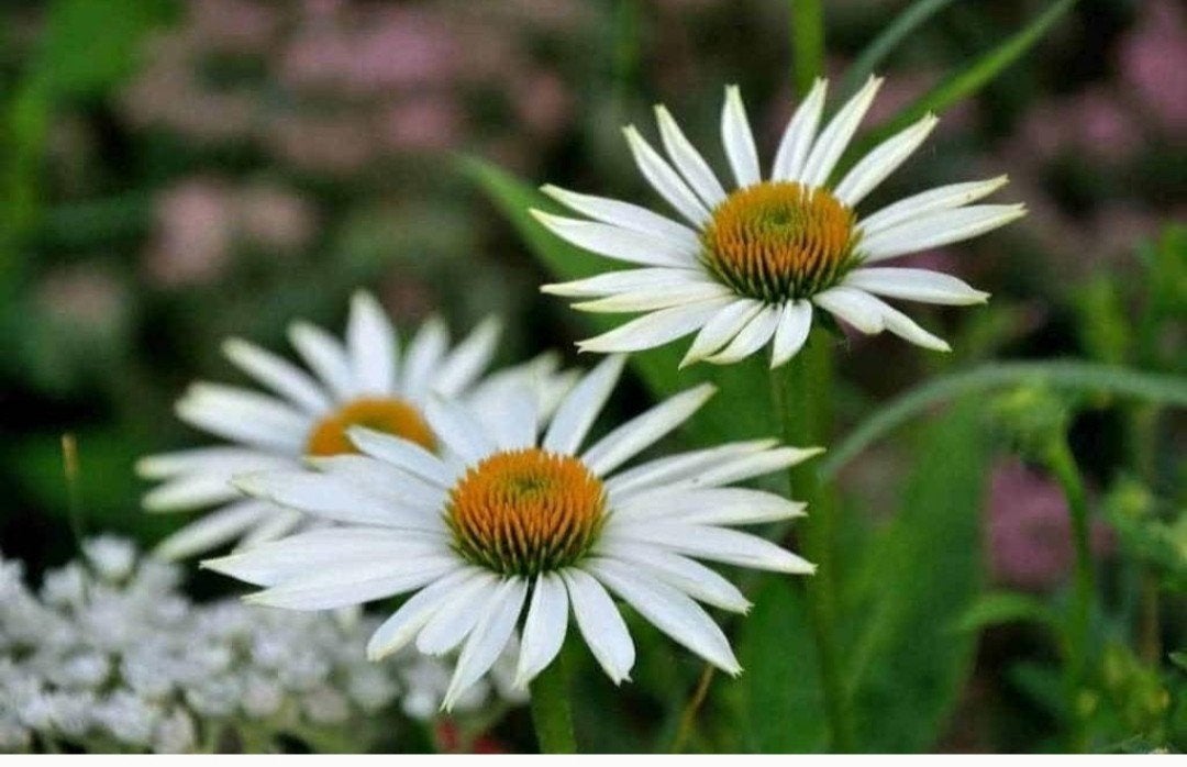 Echinacea purpurea 'Alba' P9 - Witte Zonnehoed, Overige soorten, Volle zon, Vaste plant, Ophalen of Verzenden