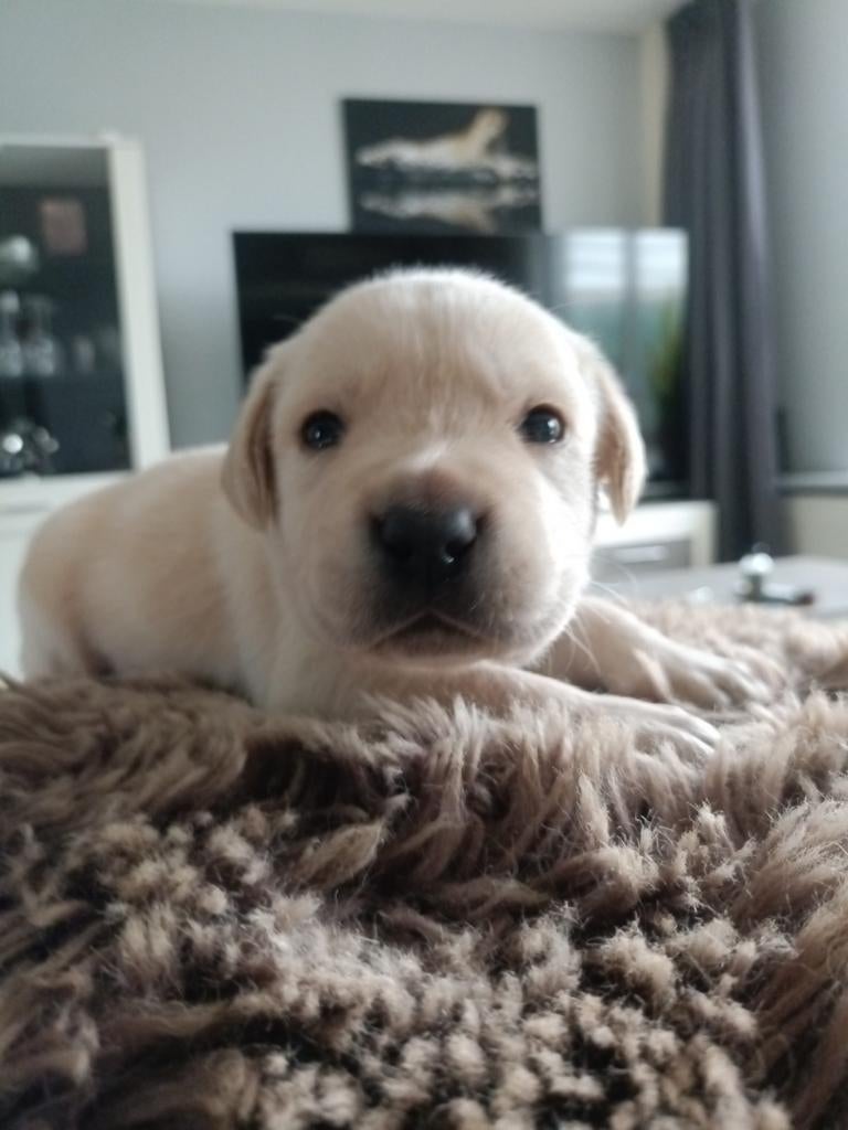 Schitterende labrador pups, Dieren en Toebehoren, Honden | Retrievers, Spaniëls en Waterhonden, 8 tot 15 weken, Labrador retriever