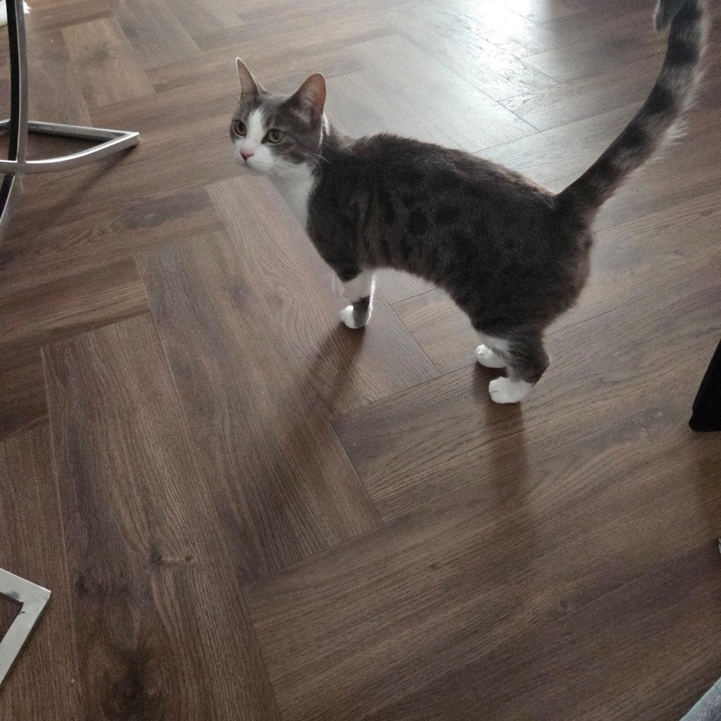 Lieve poes zoekt een warm nieuw thuis, Dieren en Toebehoren, Katten en Kittens | Raskatten | Korthaar, Poes, Gechipt, 3 tot 5 jaar