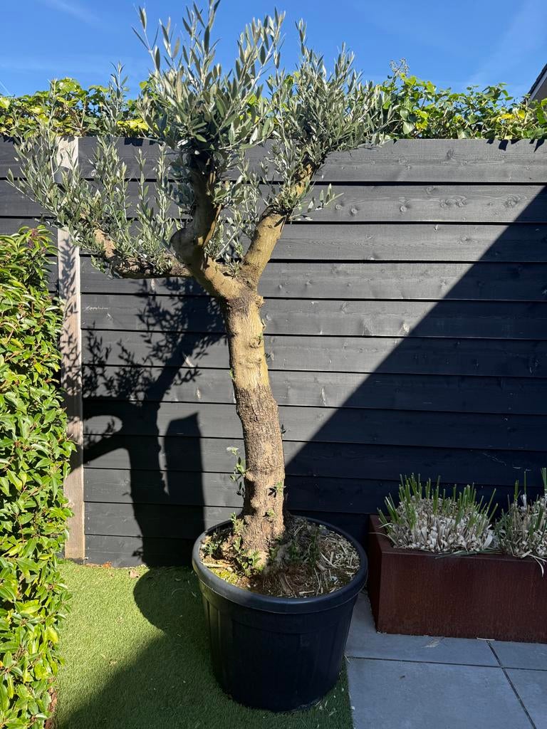 Prachtige Olijfboom in Pot - Mediterrane Sfeer, Overige soorten, Volle zon, Vaste plant, Ophalen of Verzenden