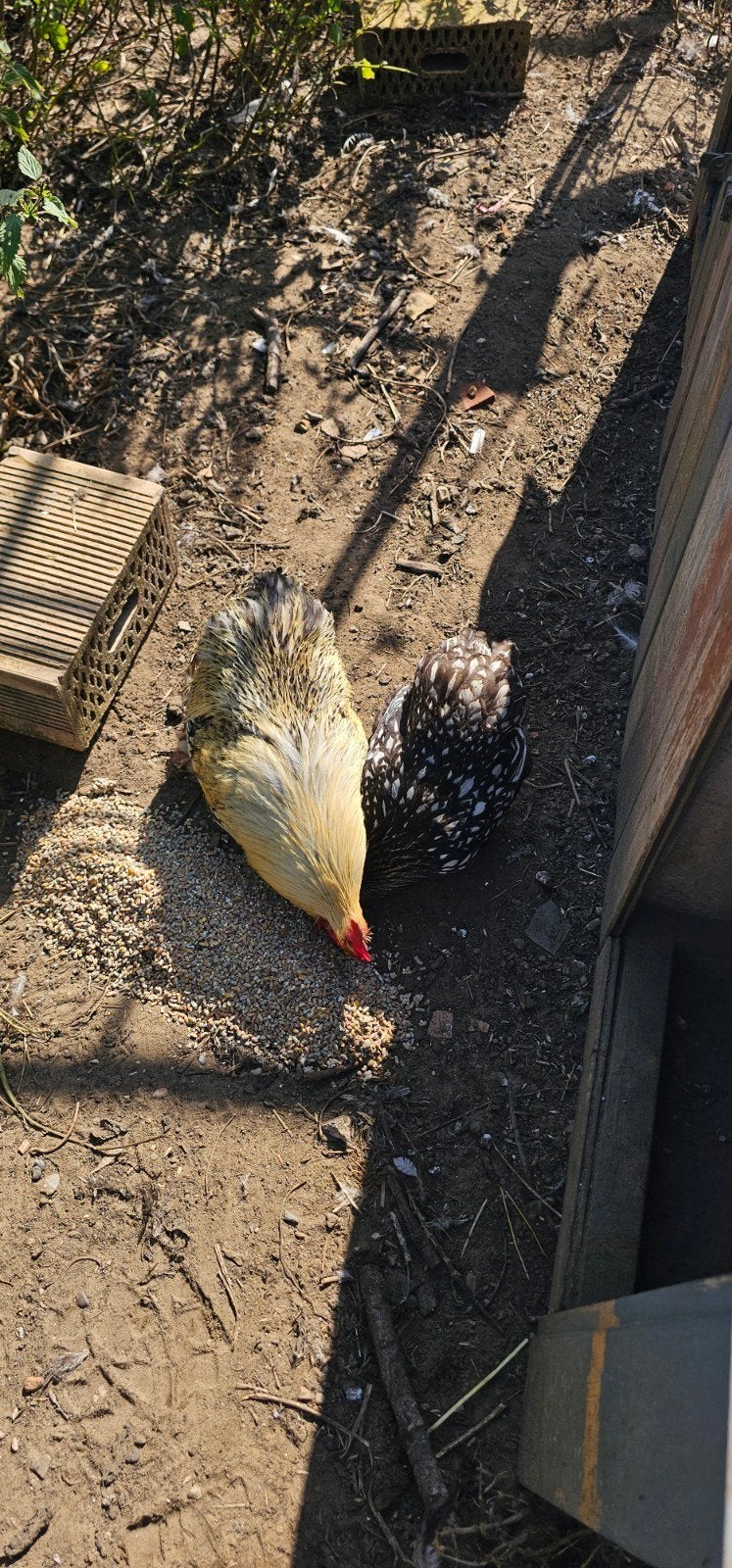 koppel cochin kriel zwart wit geparreld, Dieren en Toebehoren, Pluimvee, Meerdere dieren, Kip