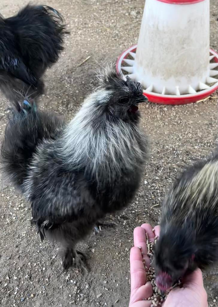 Zijdehoen kriel haantjes, Dieren en Toebehoren, Mannelijk, Kip