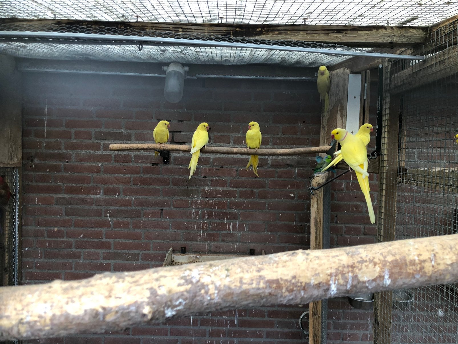 Halsband parkiet lutino, Dieren en Toebehoren, Geslacht onbekend, Parkiet