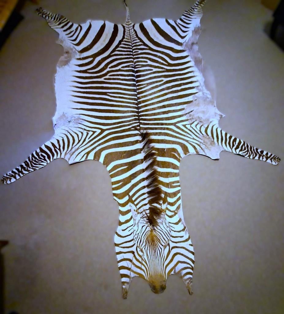 Originele Zebrahuid van Grevy-Zebra, Ophalen of Verzenden