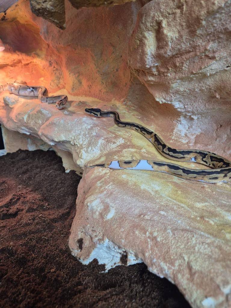 Koningspython piebald, Slang, 0 tot 2 jaar