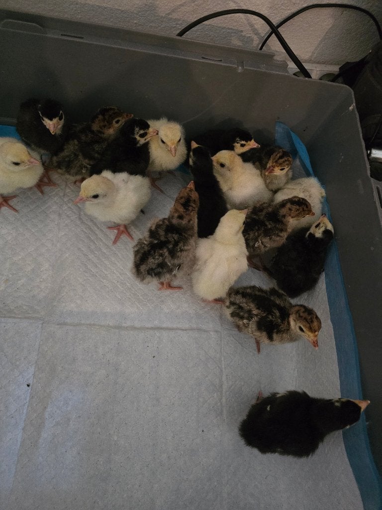Kalkoen kuikens, Dieren en Toebehoren, Pluimvee, Geslacht onbekend, Kalkoen