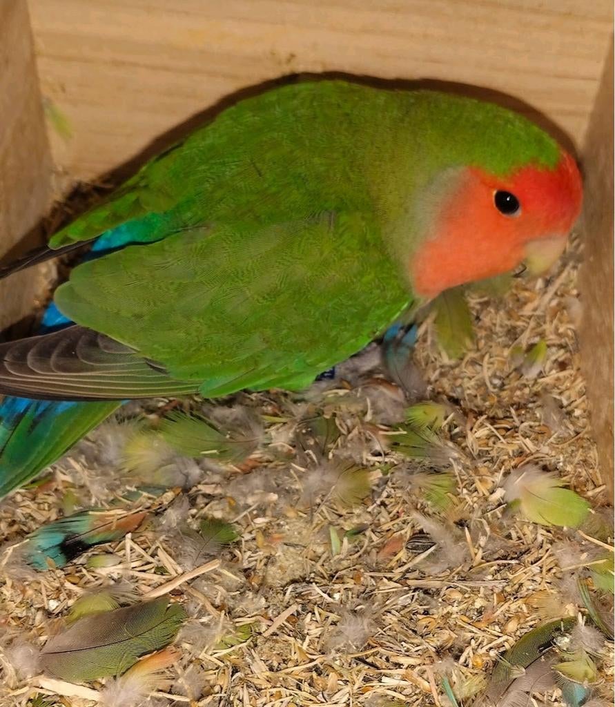 2 Agapornis Dwerg papagaaitjes koppeltje, Dieren en Toebehoren, Vogels | Parkieten en Papegaaien, Meerdere dieren, Dwergpapegaai of Agapornis