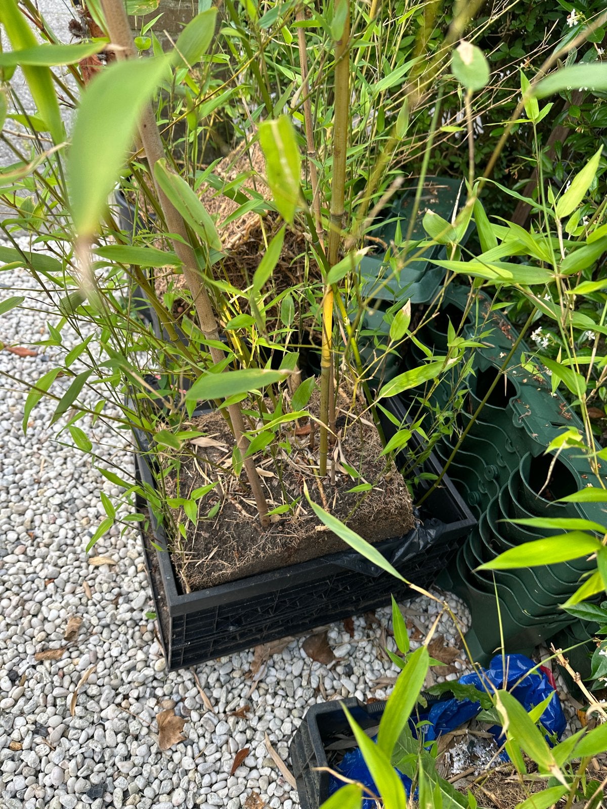 Gratis assen: Grote bamboeplanten. Vandaag af te halen, Tuin en Terras, Planten | Tuinplanten, Ophalen, Vaste plant, Siergrassen