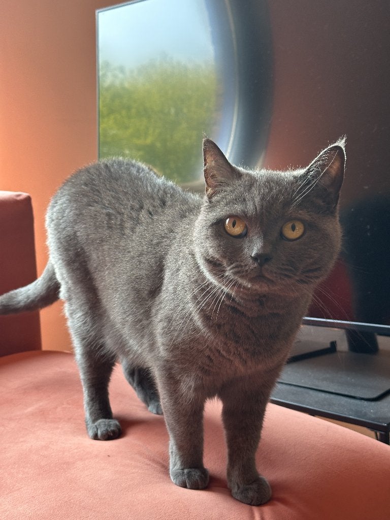 Britse korthaar poes zoekt een nieuw warm huisje, Dieren en Toebehoren, Katten en Kittens | Raskatten | Korthaar, Poes, Gechipt