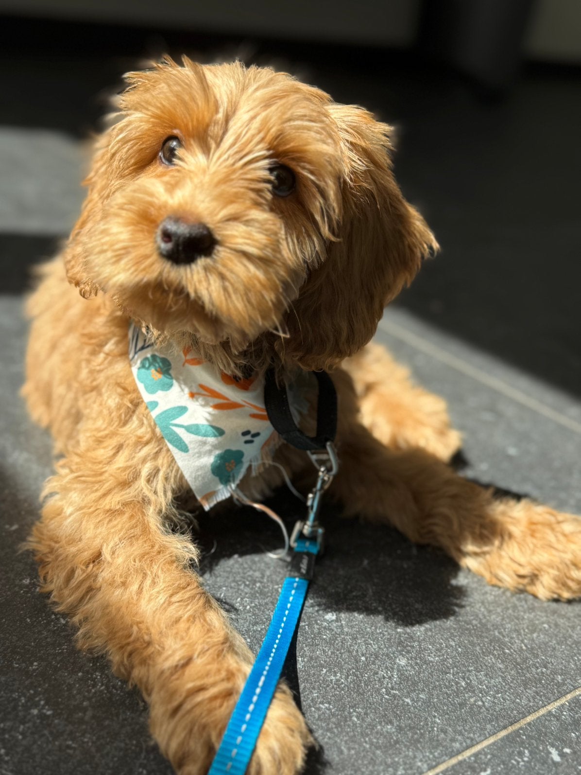 Australian Labradoodle reutje, Nederland, Reu, 8 tot 15 weken, Parvo