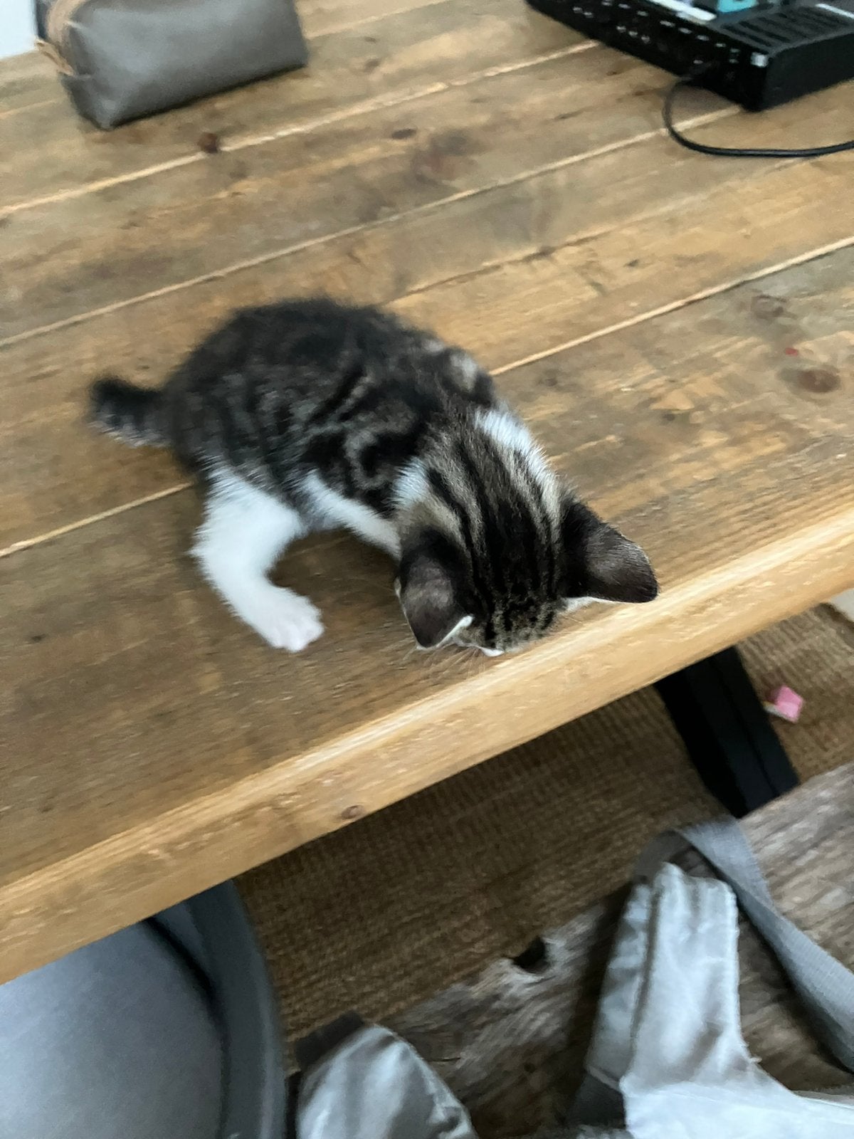 kittens