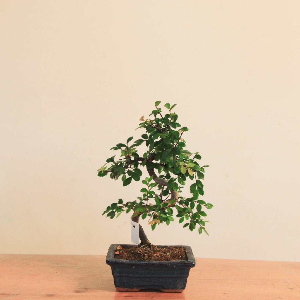 Bonsai Ulmus Parvifolia, In pot, Bloeit niet, Halfschaduw, Minder dan 100 cm
