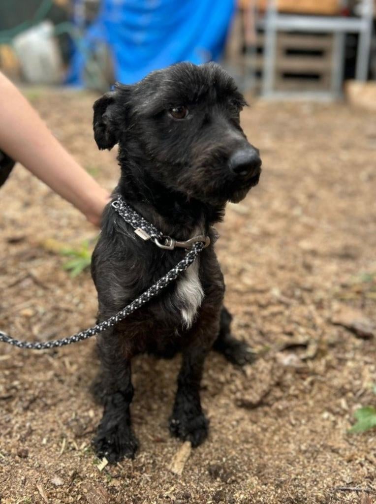 Didok zoekt baasje, Dieren en Toebehoren, Honden | Niet-rashonden, Particulier, Reu, 1 tot 2 jaar, Buitenland