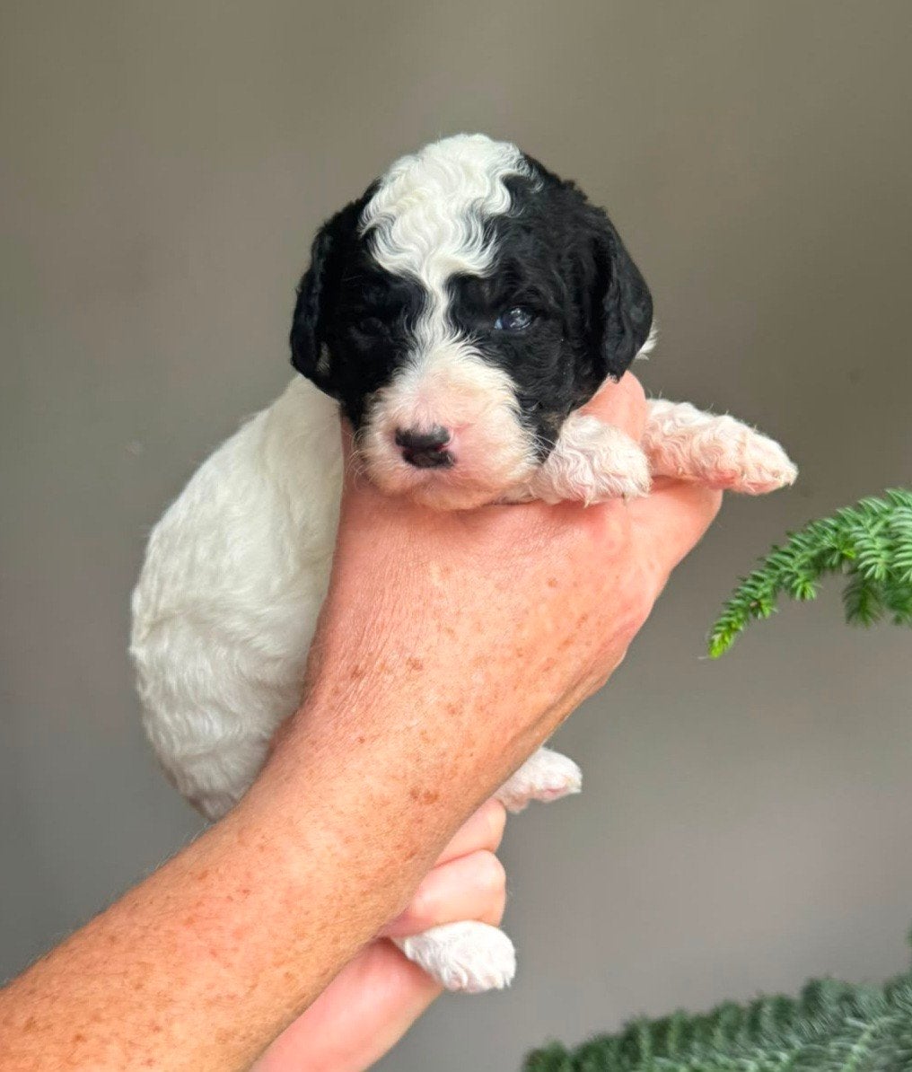 Labradoodle pups, Overige rassen, 8 tot 15 weken, Meerdere dieren, Eén hond
