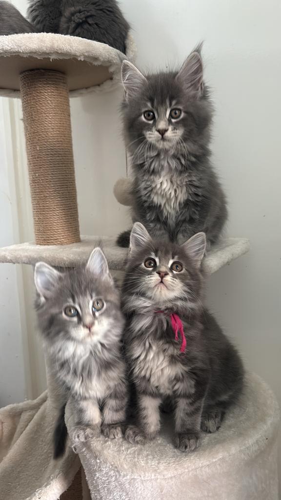 Maine coon kittens met stamboom, Dieren en Toebehoren, Poes, Met stamboom, 0 tot 2 jaar