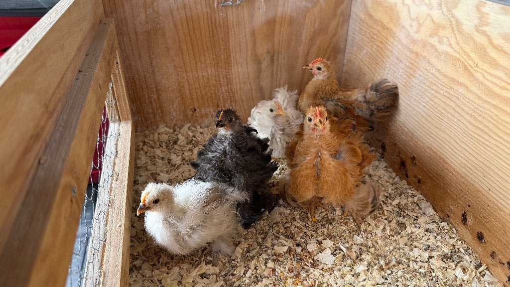 cochin kuikens, Meerdere dieren, Kip