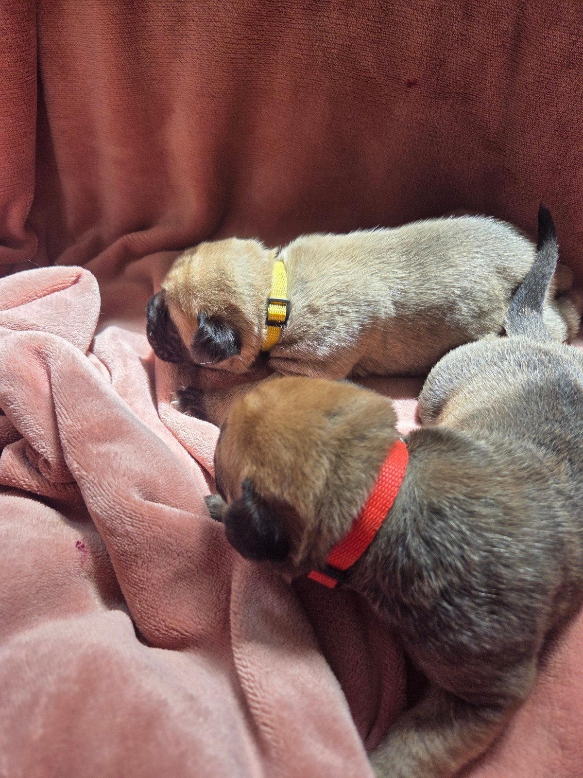 Prachtige bullmastiff x cane corso pups!, 8 tot 15 weken, Groot, Meerdere, Meerdere dieren