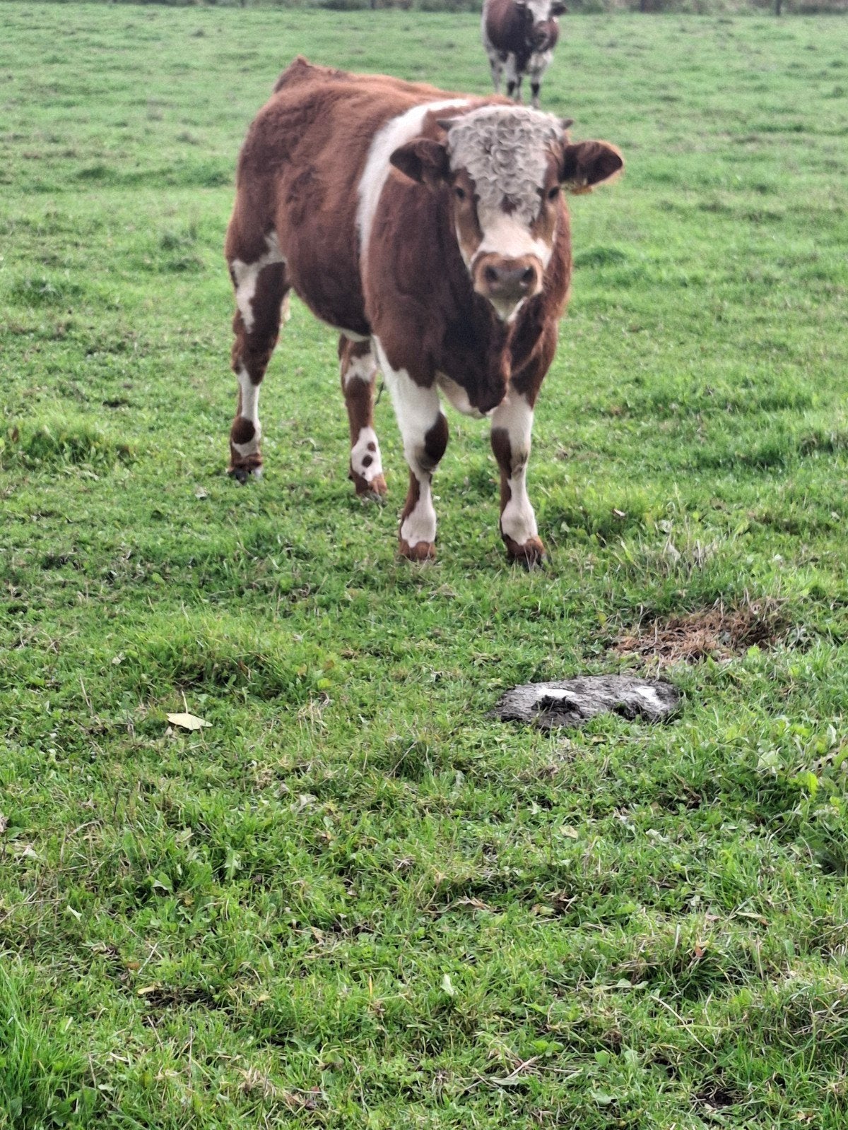 2 mooie luxe stier kalveren, Mannelijk, 0 tot 2 jaar