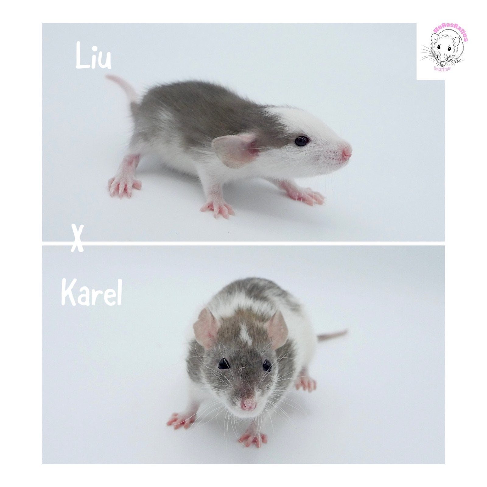 Dwergratten rittens verwacht, Dieren en Toebehoren, Knaagdieren, Meerdere dieren, Rat, Augustus, Tam