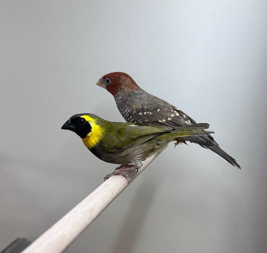 Cubavinken koppels, Dieren en Toebehoren, Vogels | Overige Vogels, Meerdere dieren