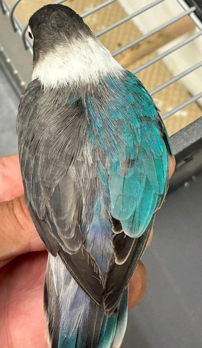 prachtige agapornis personata halfsider pop met dna, Dieren en Toebehoren, Vogels | Parkieten en Papegaaien, Vrouwelijk, Dwergpapegaai of Agapornis