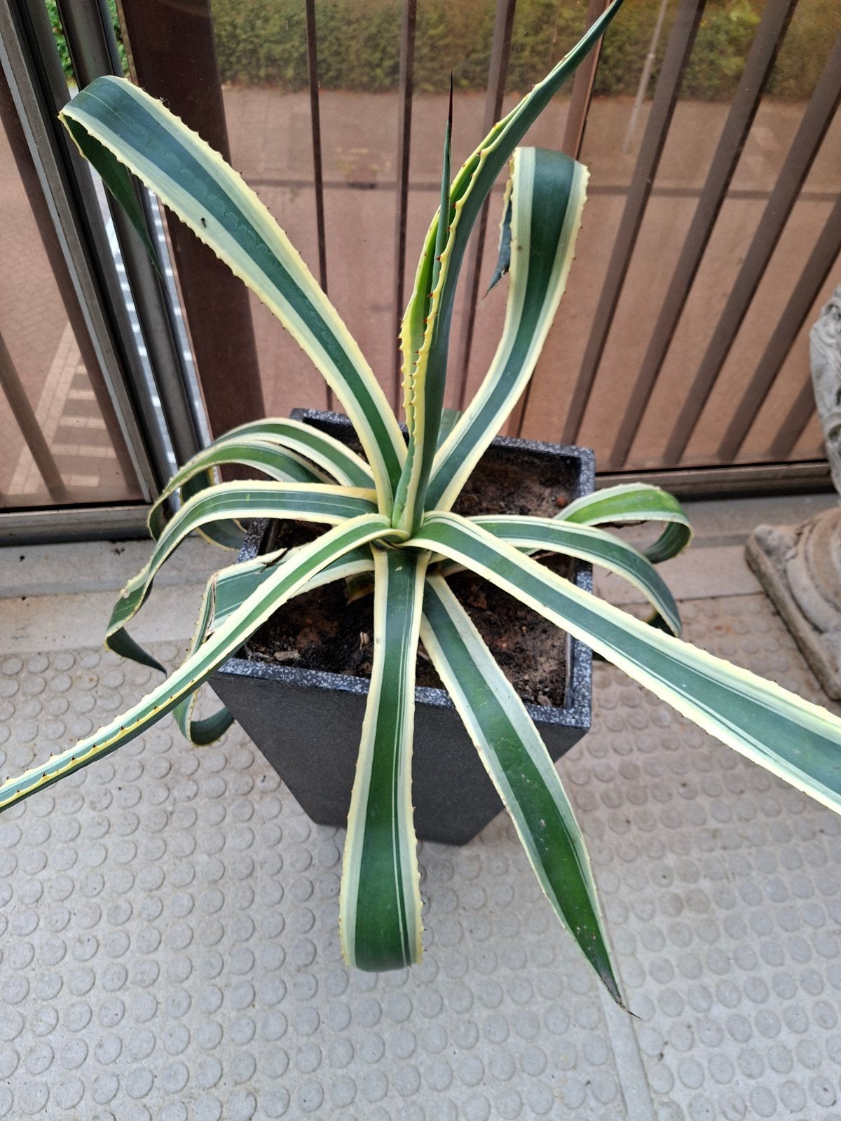 terras tuin Aloë vera plant, Tuin en Terras, Ophalen, Overige soorten, Volle zon