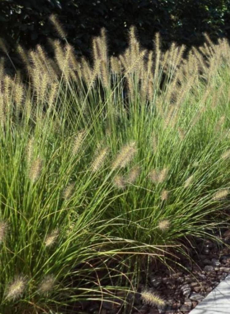 Lampenpoetsersplantjes Pennesetum p9, Ophalen, Volle zon, Vaste plant, Siergrassen