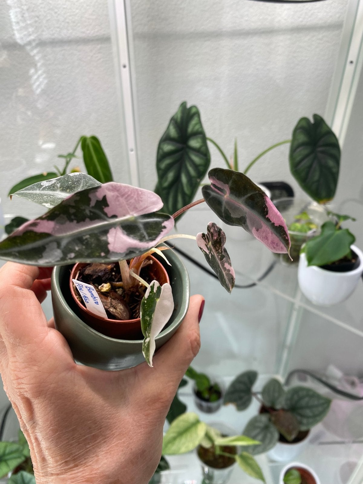 Alocasia bambino pink, Ophalen, Halfschaduw, Minder dan 100 cm