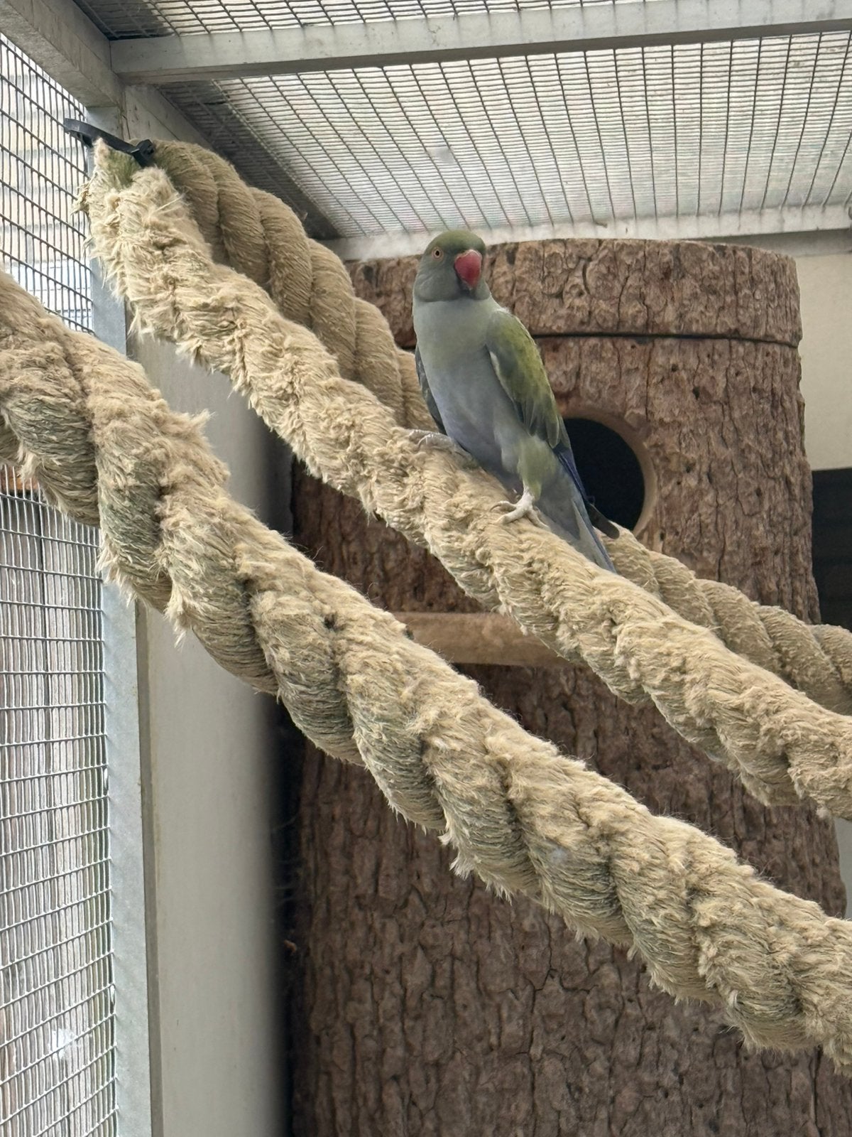 Halsband parkiet pop, Dieren en Toebehoren, Vogels | Parkieten en Papegaaien, Vrouwelijk, Parkiet, Geringd