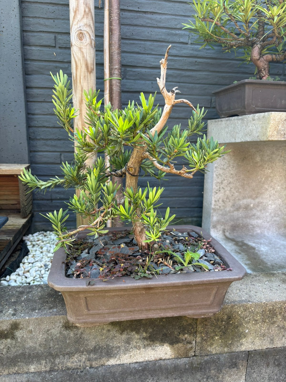 Podocarpus Bonsai (Boeddhistische den), Ophalen, Volle zon, Overige soorten, Minder dan 100 cm