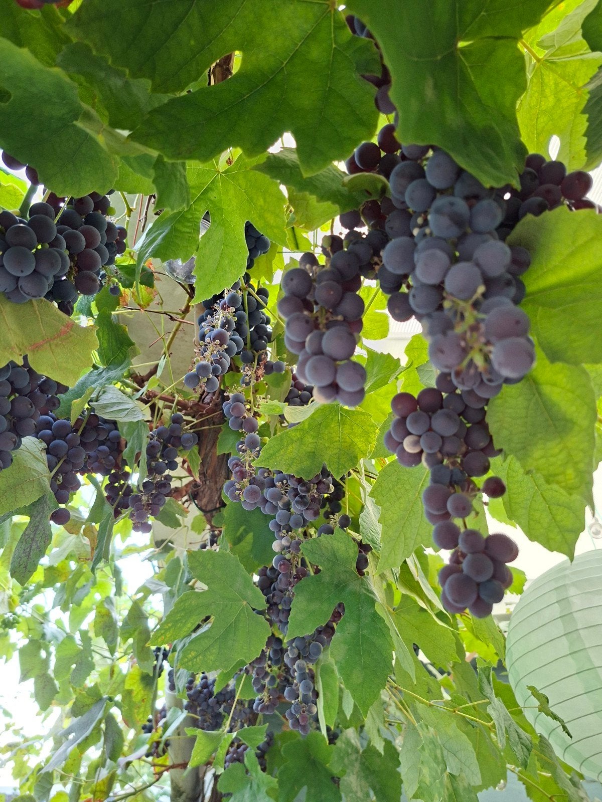 gratis druiven af te halen, Ophalen, Minder dan 100 cm, Overige soorten, Zomer
