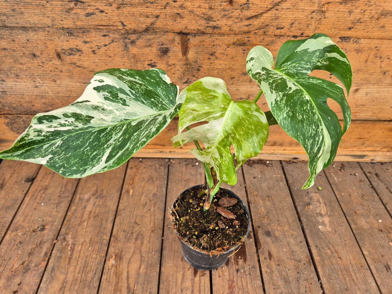 Monstera Deliciosa Variegata p12 (9), Ophalen of Verzenden, Halfschaduw, Minder dan 100 cm