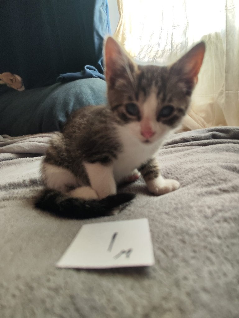 2 Kittens met oogafwijking zoeken naar een fijn thuis!, Meerdere dieren, Kortharig, 0 tot 2 jaar