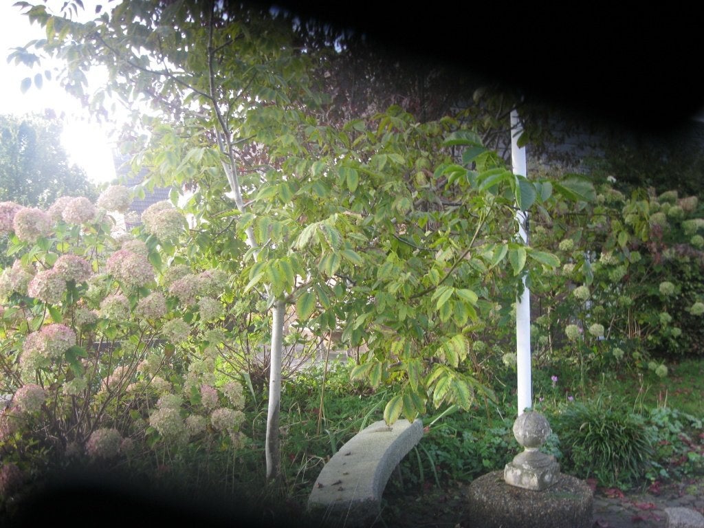 Notenboom, Ophalen, Volle zon, Overige soorten, 250 tot 400 cm