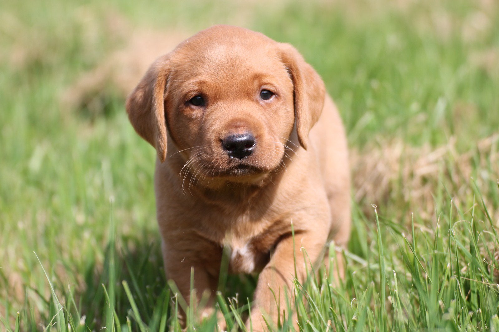 Redfox Labrador pups met stamboom, Dieren en Toebehoren, Honden | Retrievers, Spaniëls en Waterhonden, Parvo, Nederland, Reu, 8 tot 15 weken