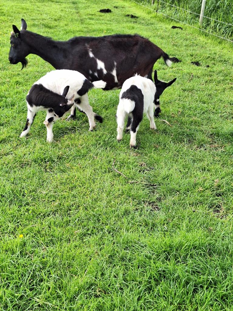 Te koop, zwartbonte geit met bokje en geitje bont bonte, Dieren en Toebehoren, Schapen, Geiten en Varkens, Meerdere dieren